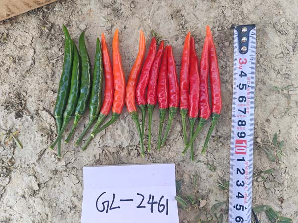 GL2461朝天椒(预告)