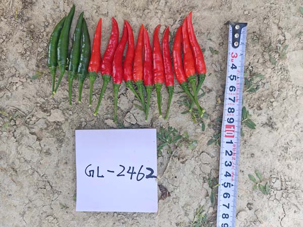 GL2462朝天椒(预告)