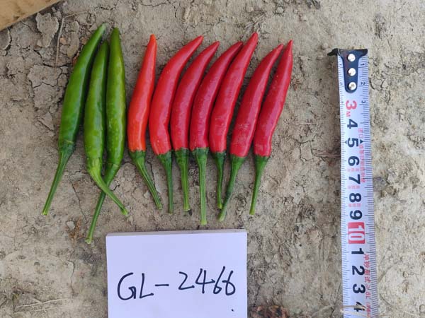 GL2466簇生椒(预告)