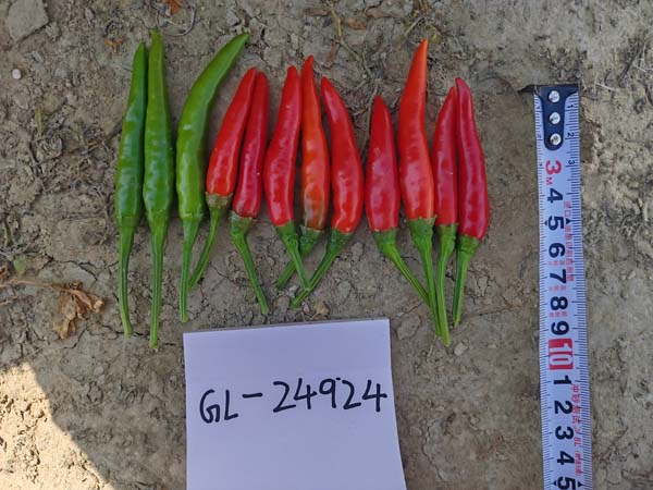 GL24924簇生椒(预告)