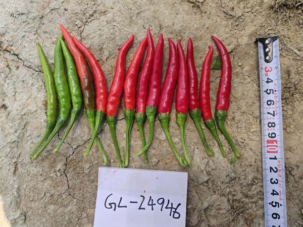 GL24946簇生椒(预告)