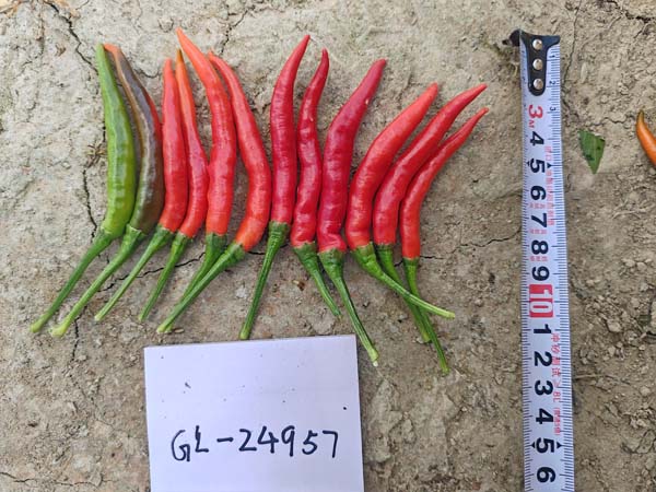 GL24957簇生椒(预告)