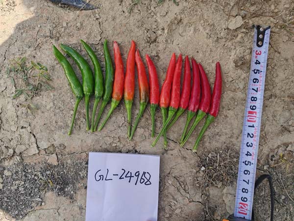 GL24968簇生椒(预告)