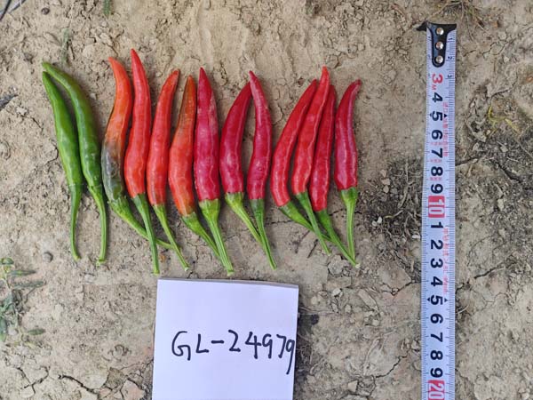 GL24979簇生椒(预告)