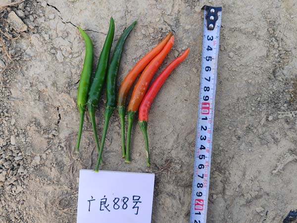 广良88号朝天椒(预告)