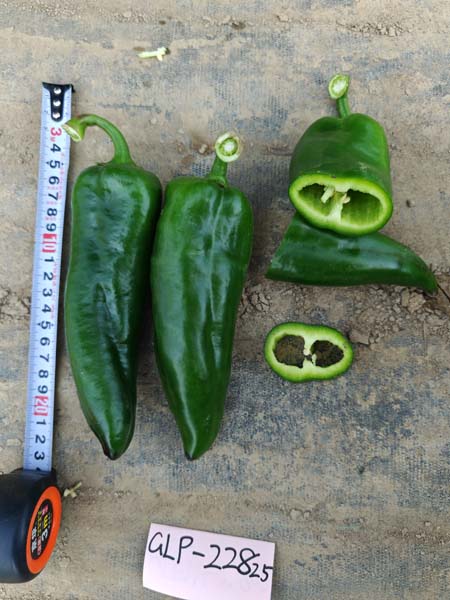 GLP-22825辣椒(预告)