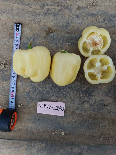 GLPW-22902辣椒(预告)