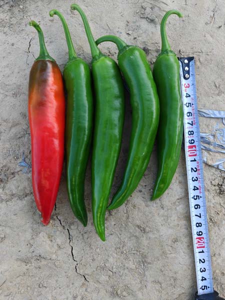 GLY-23404辣椒(预告)