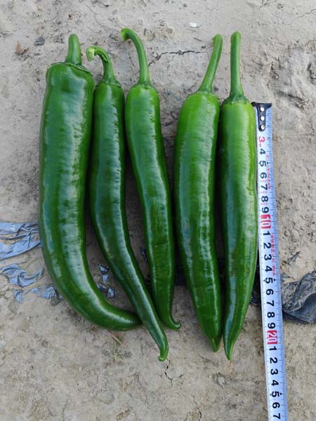 GLY-23405辣椒(预告)