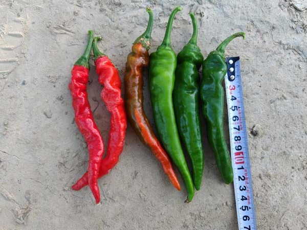 GLZ-23406辣椒(预告)