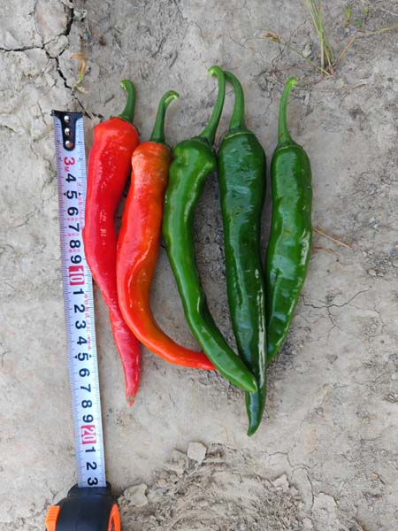 GLZ-23407辣椒(预告)