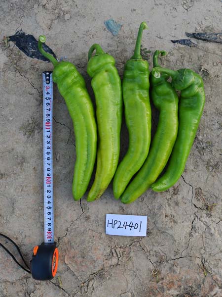 HP-24401羊角椒(预告)