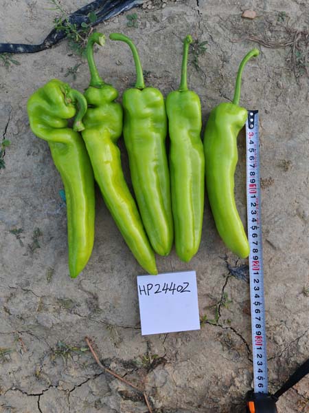 HP-24402羊角椒(预告)