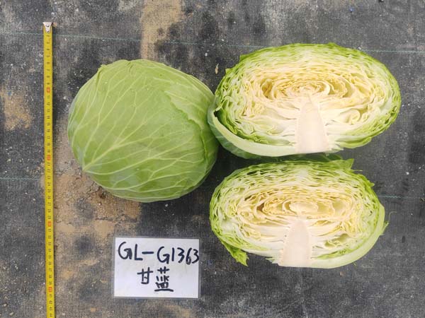 GL-G1363(预告)