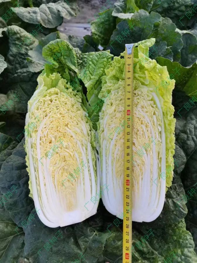 广良55号黄芯白菜