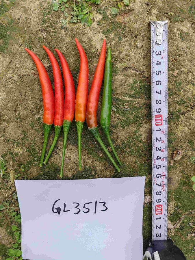 GL-3513辣椒（预告）