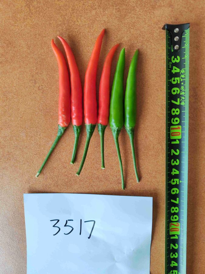 GL-3517辣椒（预告）