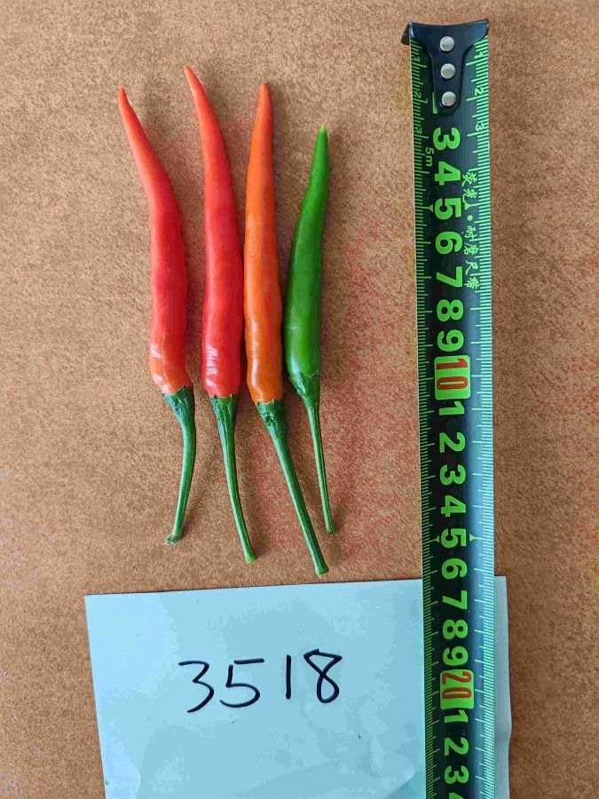 GL-3518辣椒（预告）