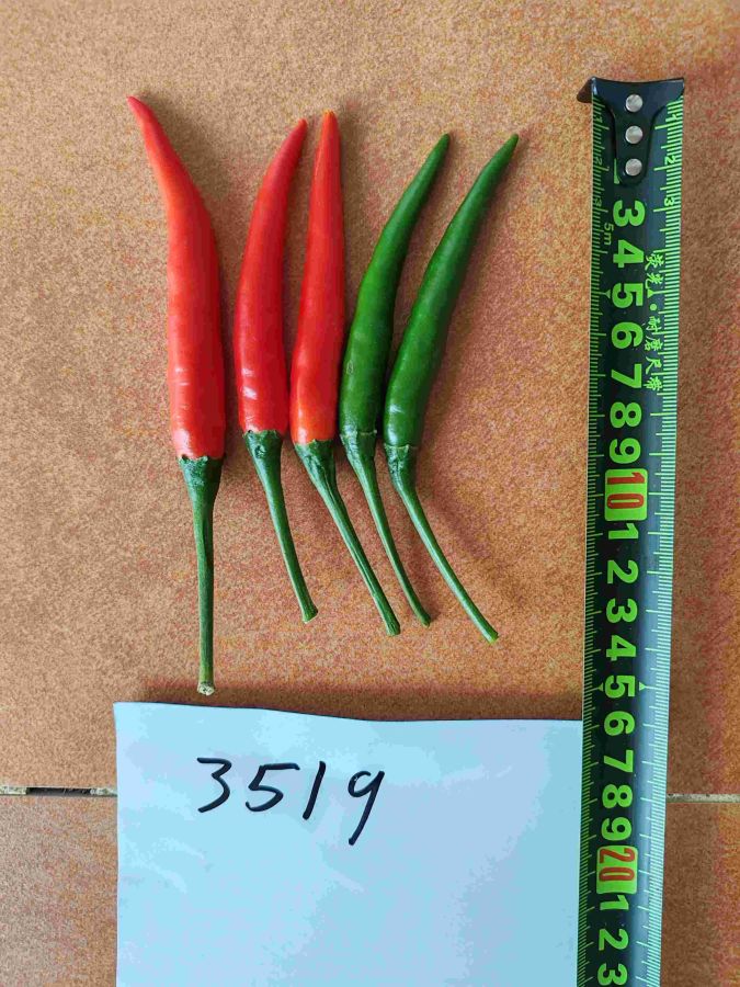 GL-3519辣椒（预告）