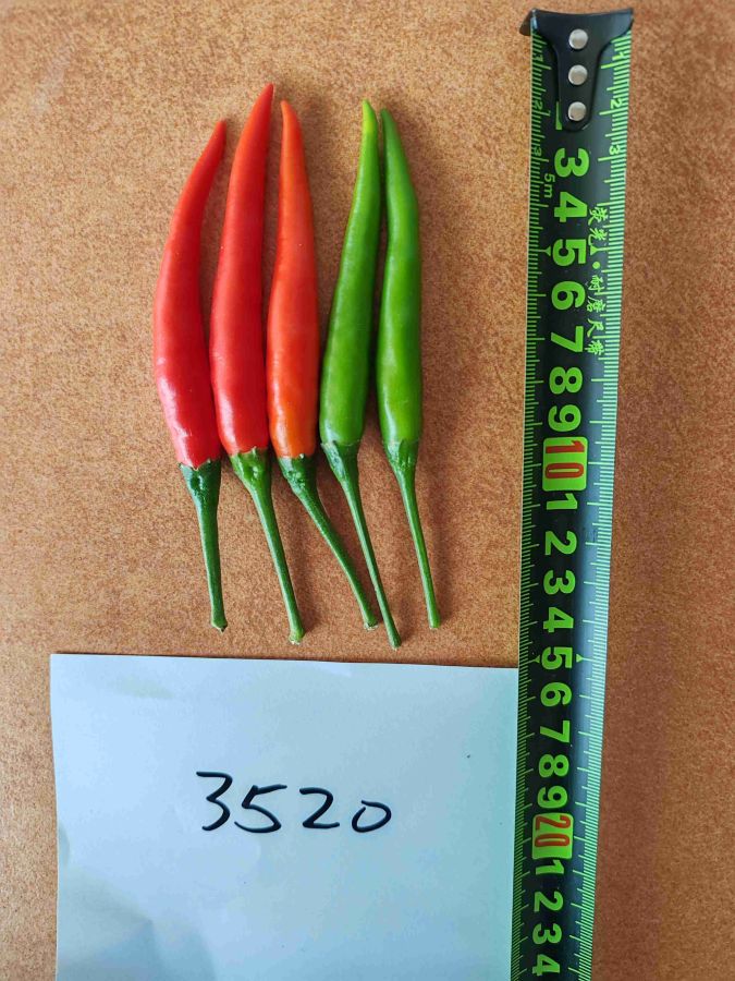 GL-3520辣椒（预告）