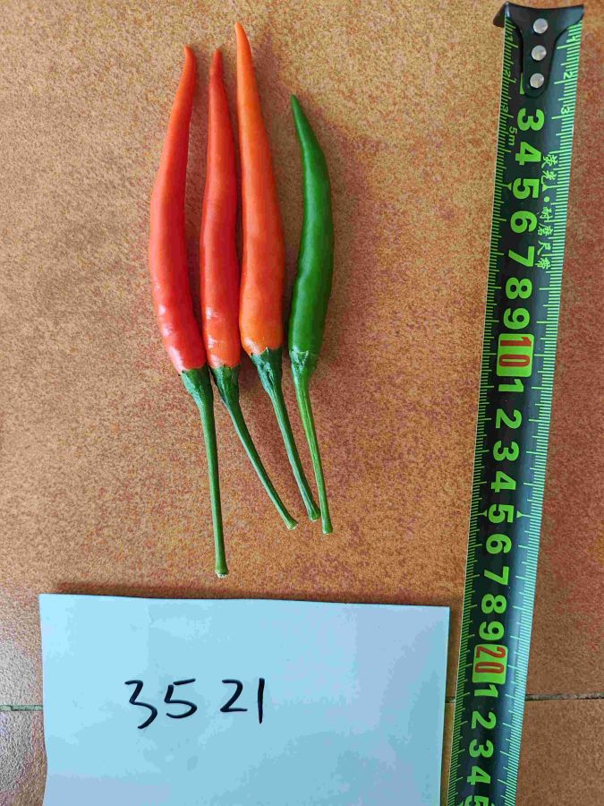 GL-3521辣椒（预告）