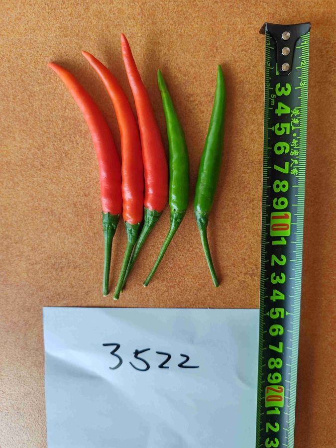 GL-3522辣椒（预告）