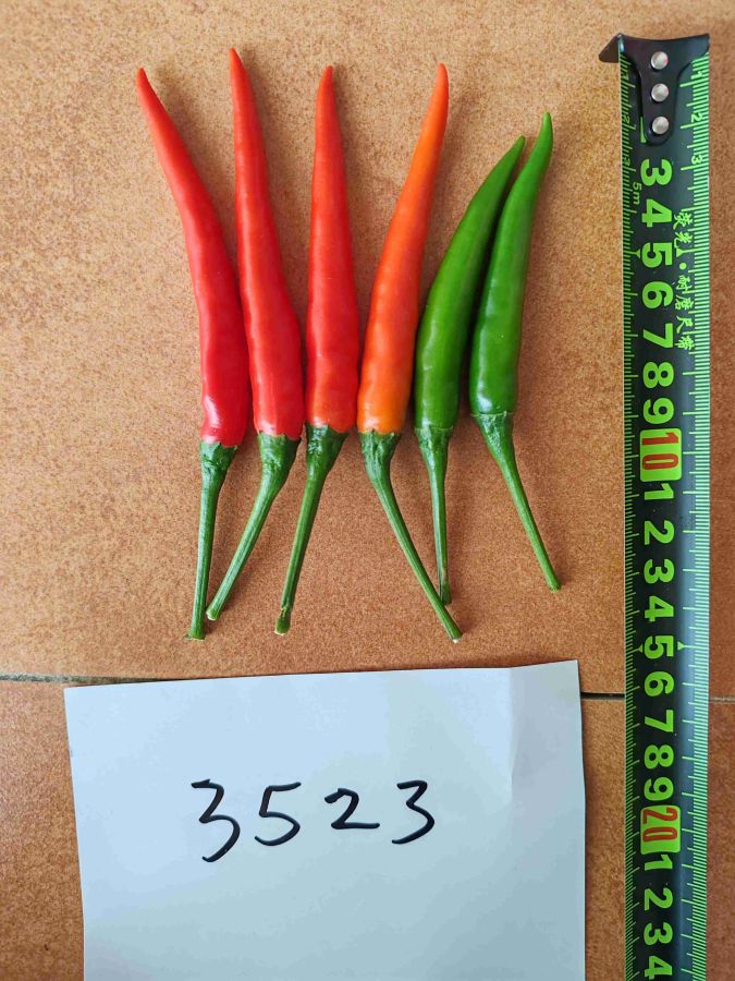 GL-3523辣椒（预告）