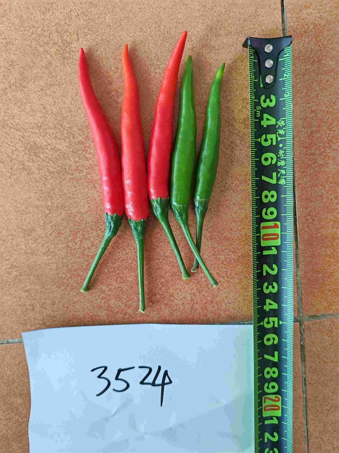 GL-3524辣椒（预告）