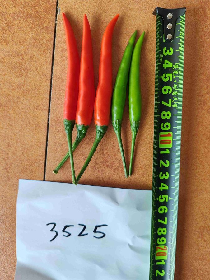 GL-3525辣椒（预告）