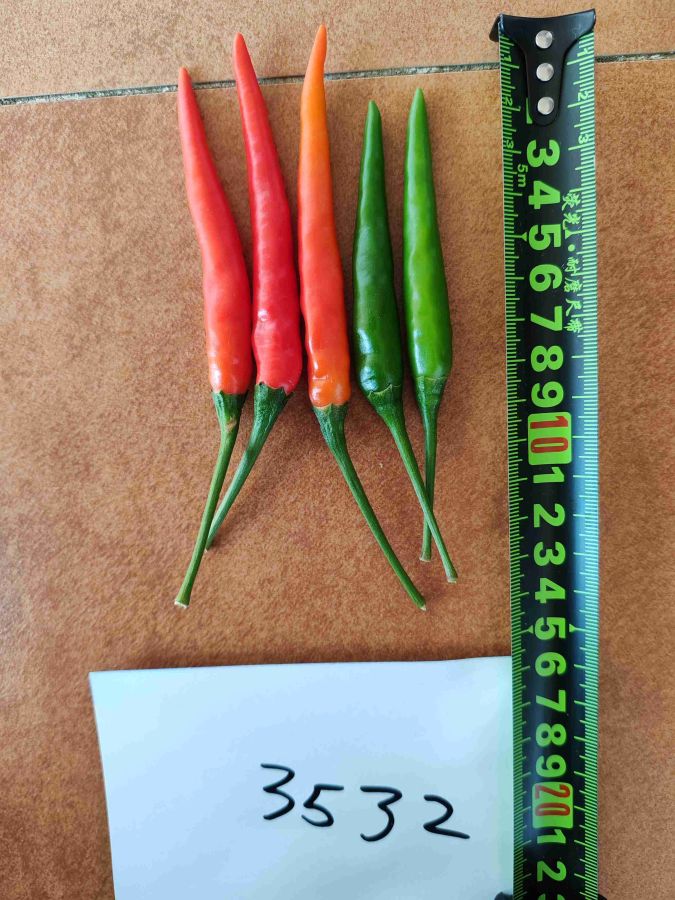 GL-3532辣椒（预告）