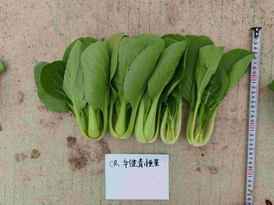 CR华健青梗菜（预告）