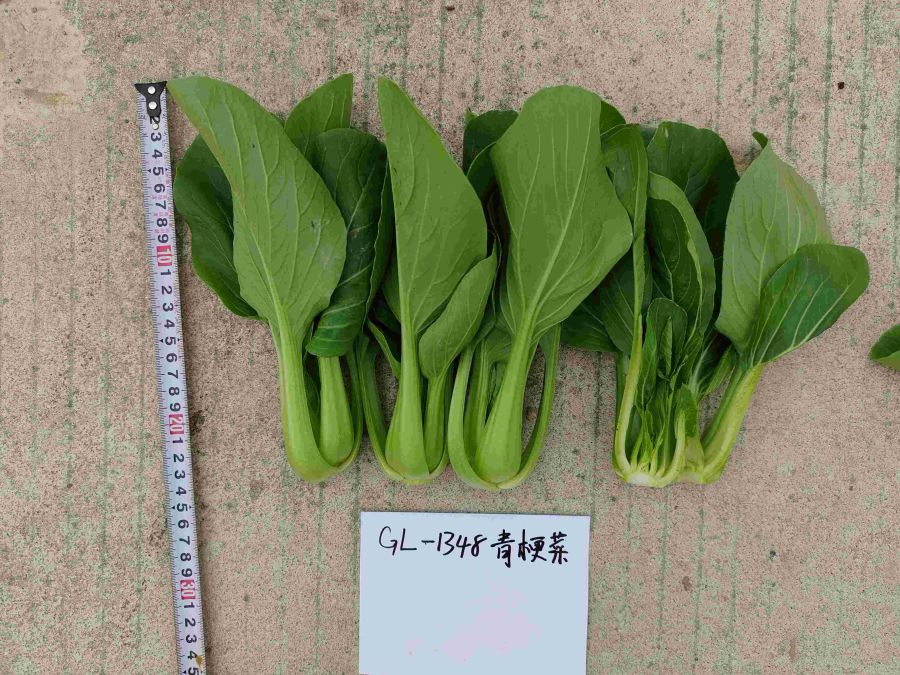 GL-1348青梗菜（预告）