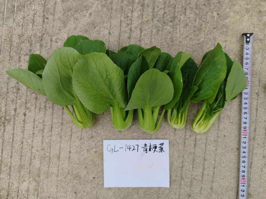 GL-1427青梗菜（预告）
