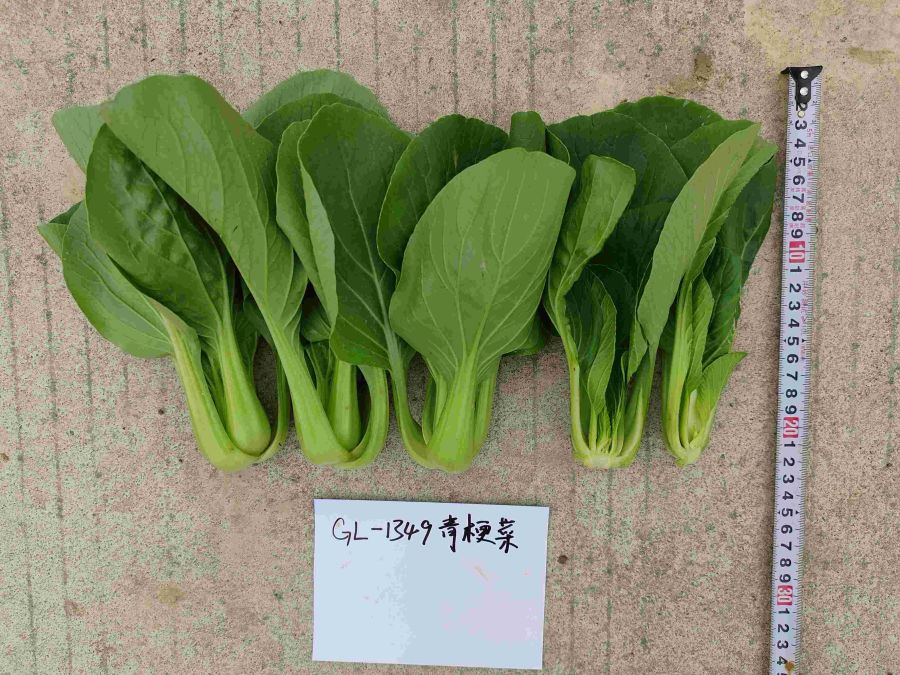 GL-1349青梗菜（预告）