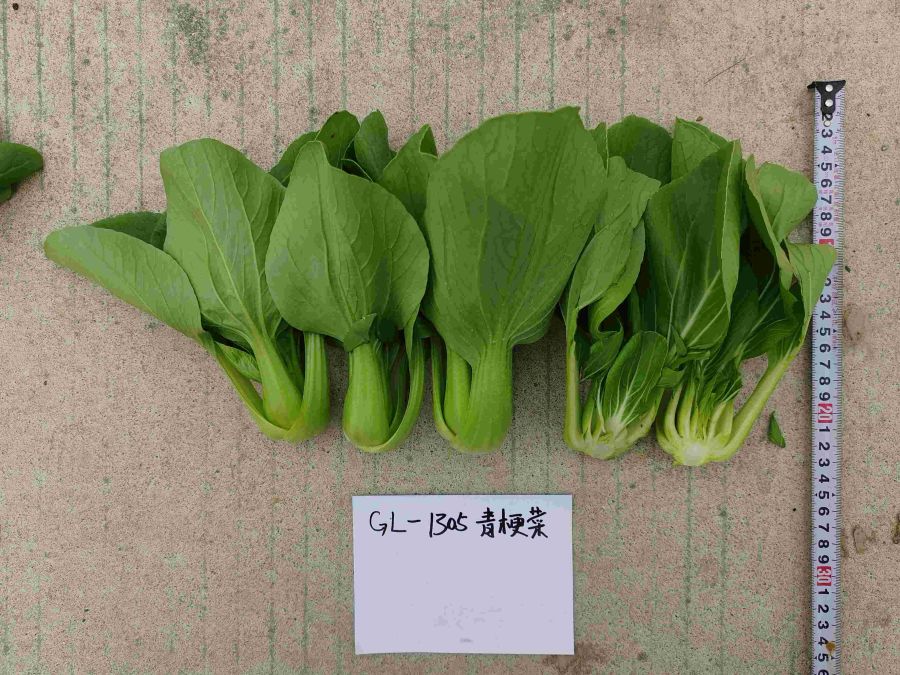 GL-1305青梗菜（预告）