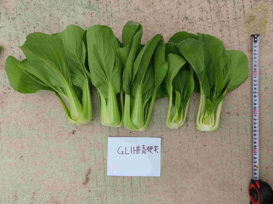 11#青梗菜（预告）