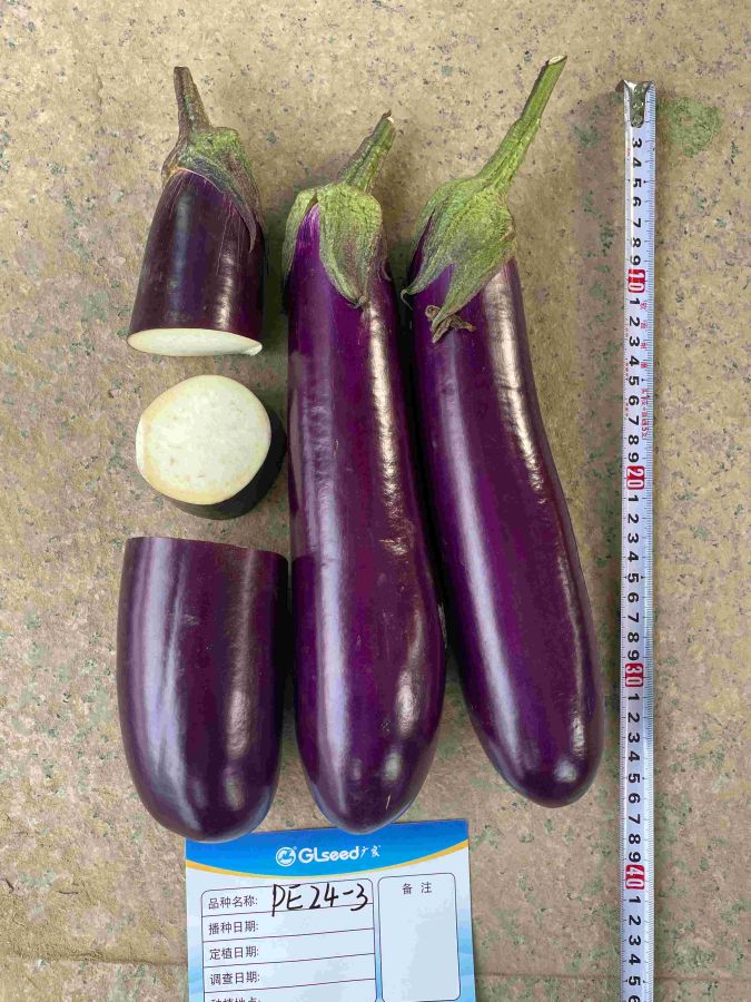 PE24-3烧烤茄（预告）