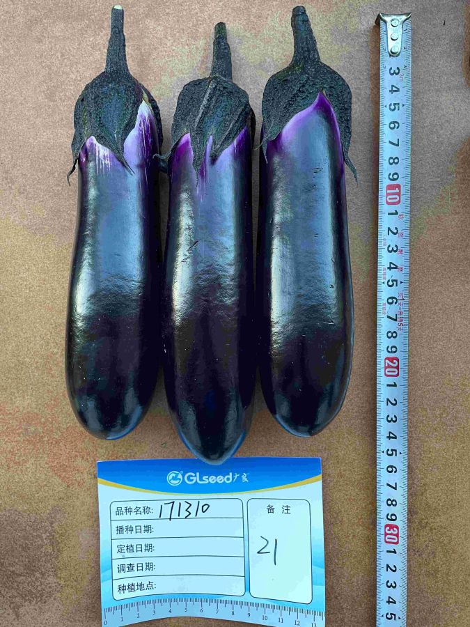 GL1310茄子（预告）