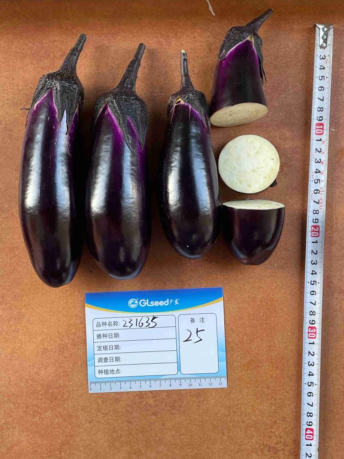 GL1635茄子（预告）