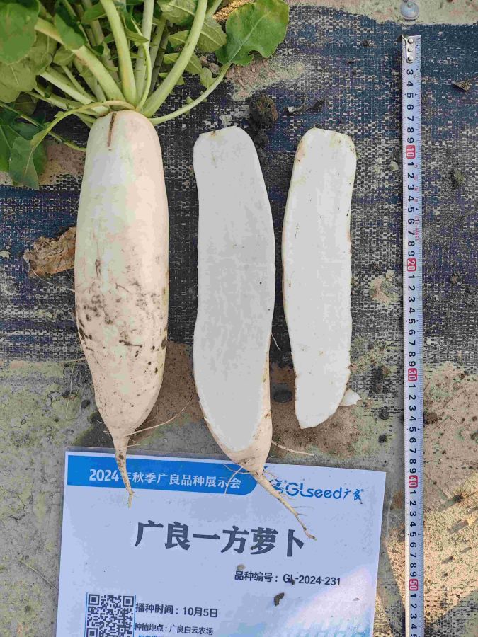 广良一方萝卜（预告）