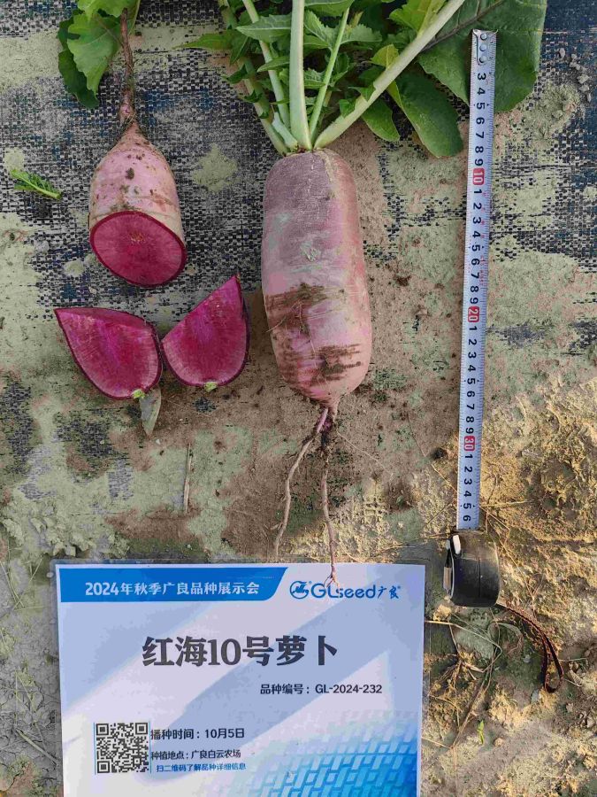 红海10号萝卜（预告）