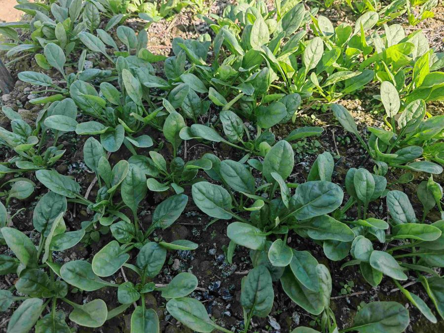 GL1670菠菜（预告）