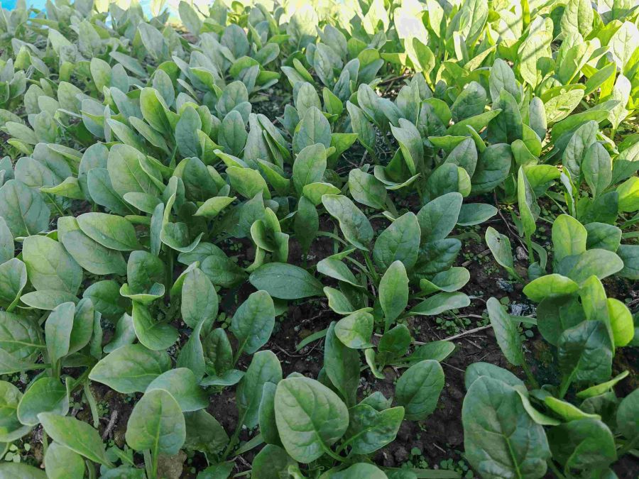 广良1688菠菜（预告）