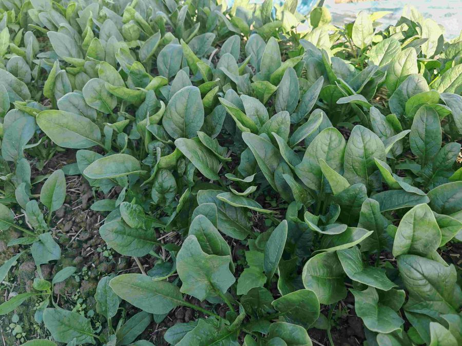 2406菠菜（预告）