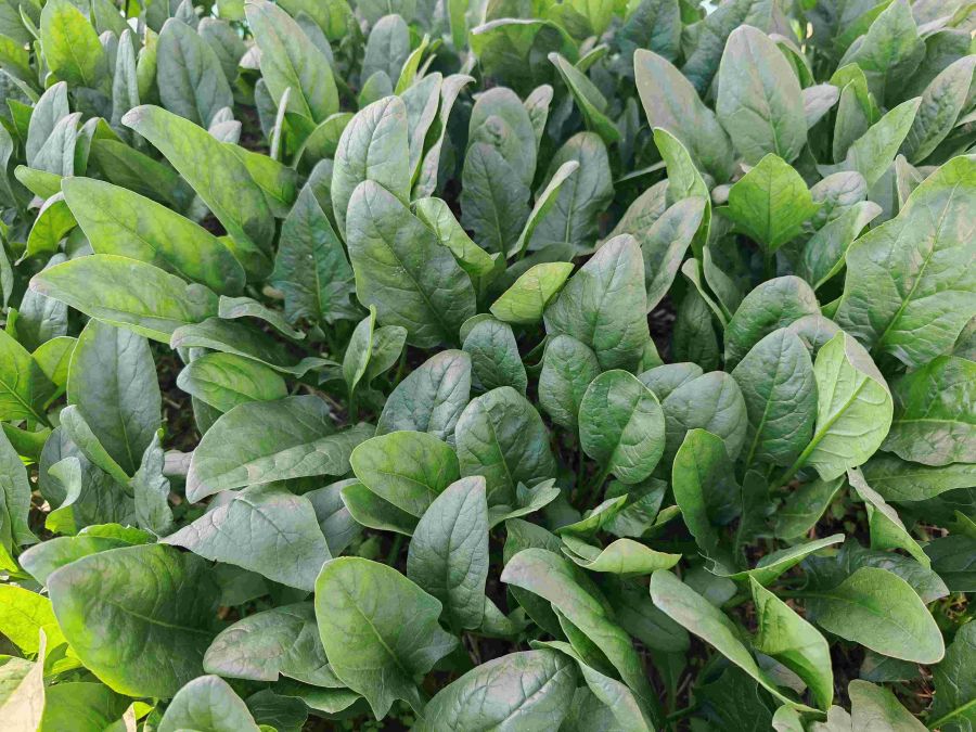 2402菠菜（预告）