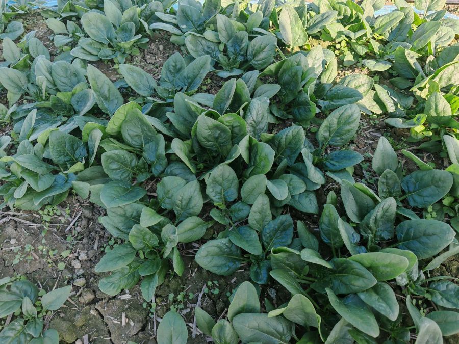 广良8352菠菜（预告）