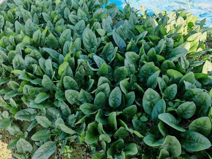 广良2284菠菜（预告）