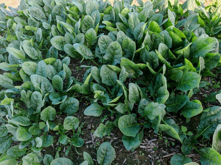 广良2288菠菜（预告）