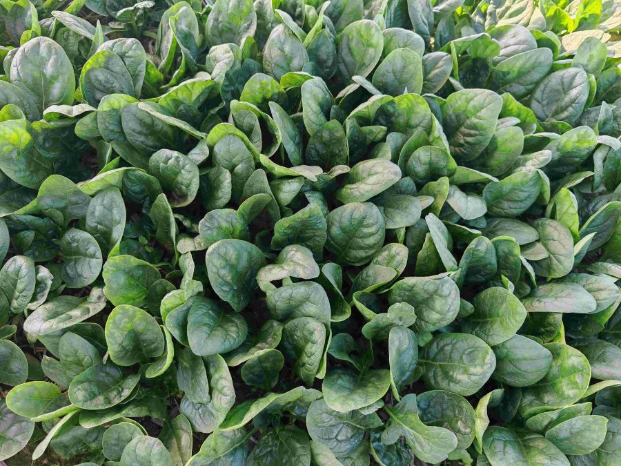 新绿贝1825（菠菜）