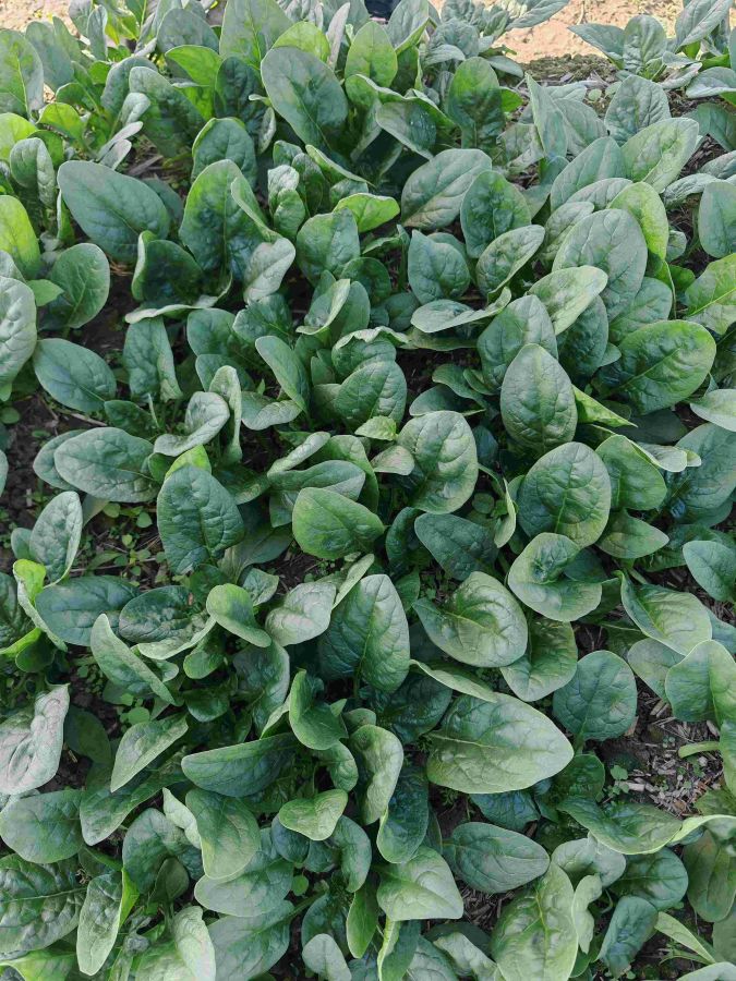 广良8215菠菜（预告）